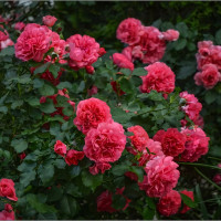 Саженцы Роза плетистая Антик