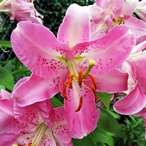  Лилия восточная Farolito (Фаролито)