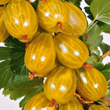 Саженцы Крыжовник Янтарный