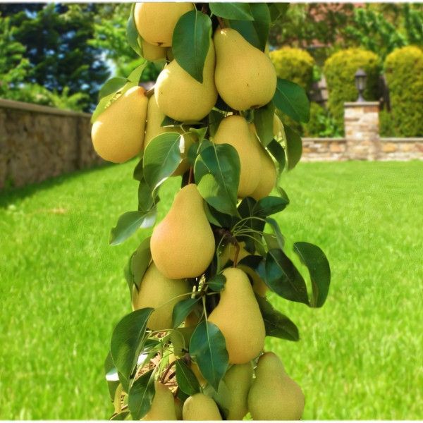 Саженцы Груша колоновидная Богатырь