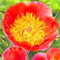 Саженец Пион Корал Суприм