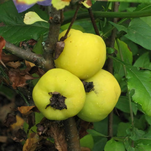 Саженцы Айва Враниска