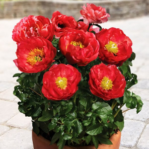 Саженцы Пион Moscow (Москва)