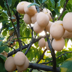 Саженцы Слива Золотая Капля