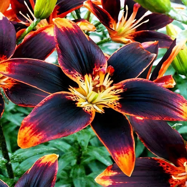 Луковицы  Лилия биколор азиатская Forever Susan (Форева Сьюзан) (3шт.)