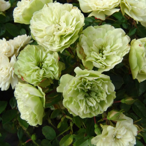 Саженцы Роза спрей Грин Айс