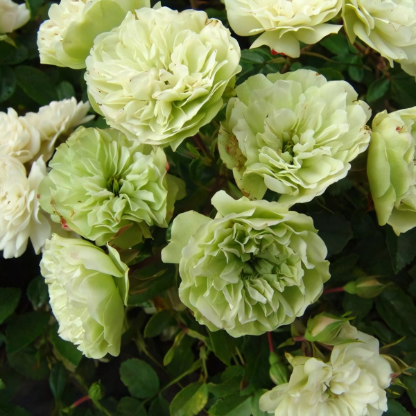 Саженцы Роза спрей Грин Айс