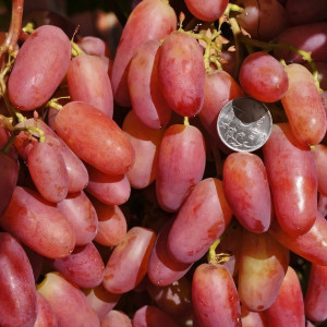 Саженцы Виноград Юбилейный