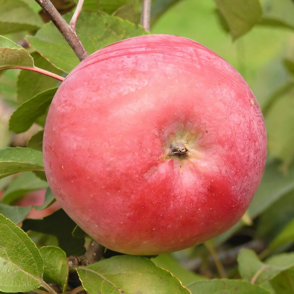 Саженцы Яблоня Белорусское малиновое