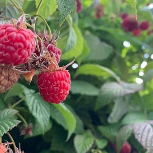 Саженцы Малиновое дерево Крепыш