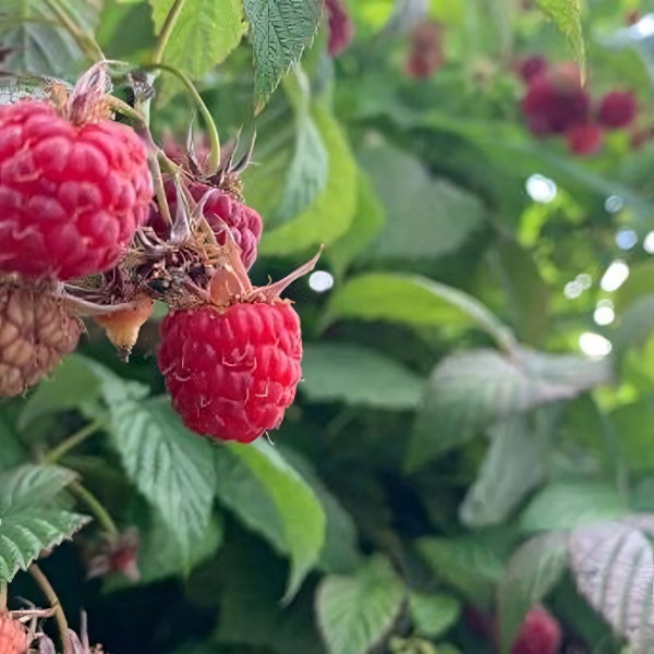 Саженцы Малиновое дерево Крепыш