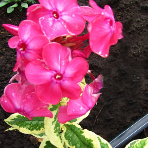 Саженцы Флокс Elizabeth (Элизабет)