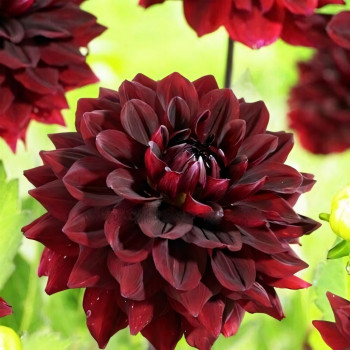 Саженцы Георгина декоративная Arabian Mystery (Арабиан Мистери)