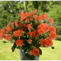 Саженцы Роза спрей Алегрия