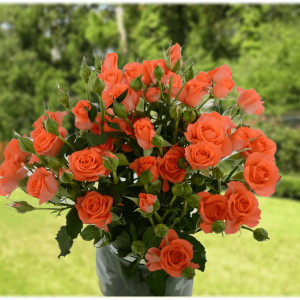 Саженцы Роза спрей Алегрия