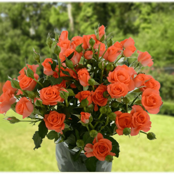 Саженцы Роза спрей Алегрия