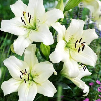 Луковицы  Лилия ЛА гибрид Ercolano (Эрколано) (3шт.)