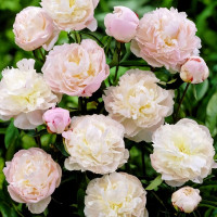 Саженцы Пион Shirley Temple (Ширли Темпл)