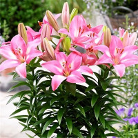 Луковицы  Лилия биколор азиатская Rozalynn (Розалинн) (3шт.)