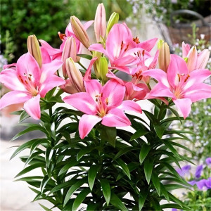  Лилия биколор азиатская Rozalynn (Розалинн)