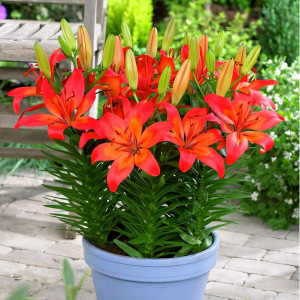  Лилия азиатская Matrix (Матрикс)