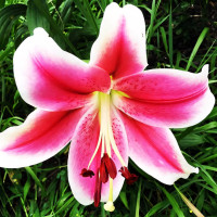 Луковицы  Лилия LOO гибрид Pink Brilliant (Пинк Бриллиант) (3шт.)