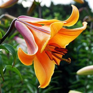  Лилия трубчатая African Queen (Африкан Квин)