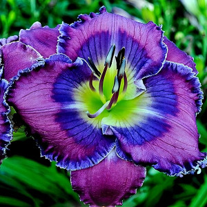 Саженцы Лилейник Pacifica (Пасифика)