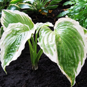 Саженцы Хоста Bridal Falls (Бридал Фоллс) XL