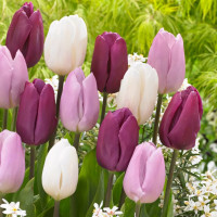 Луковицы Тюльпаны Принц, микс (в упаковке - 3шт.)