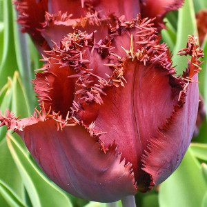 Тюльпан бахромчатый Блэк Джевел (в упаковке - 3шт.)