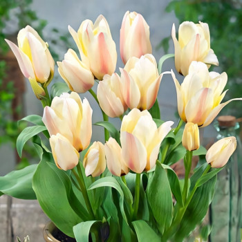 Тюльпан Грейга Альбион Стар