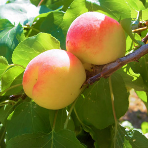 Саженцы Абрикос Шалах (Еревани)