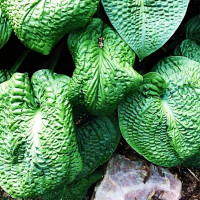 Саженцы Хоста Clear Fork River Walley (Клер Форк Ривер Вэлли) L