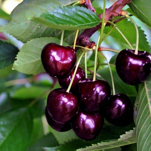 Саженцы Черешня колоновидная Сэм