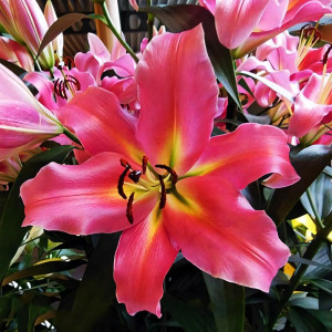  Лилия ОТ гибрид Aventino (Авентино)