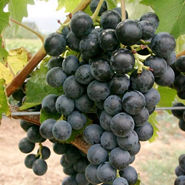 Саженцы Виноград Мускат Блау