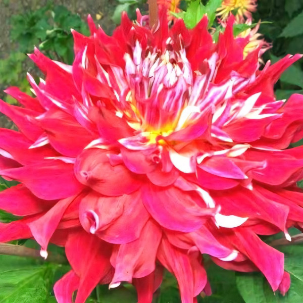 Саженцы Георгина Merlot Magic