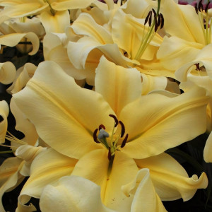  Лилия ОТ гибрид Big Brother (Биг Бразер)