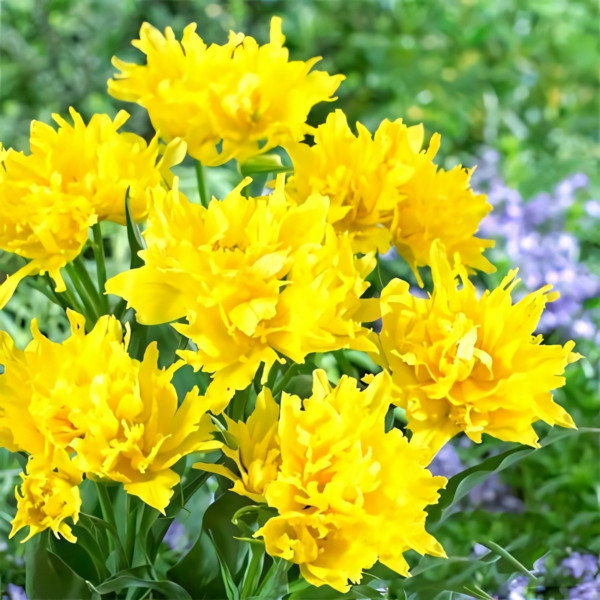 Луковицы Тюльпан лилиецветный Монте Спайдер (в упаковке - 3шт.)