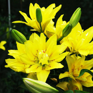  Лилия азиатская Fata Morgana (Фата Моргана)