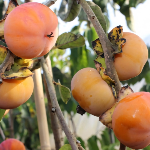 Саженцы Хурма Мидер