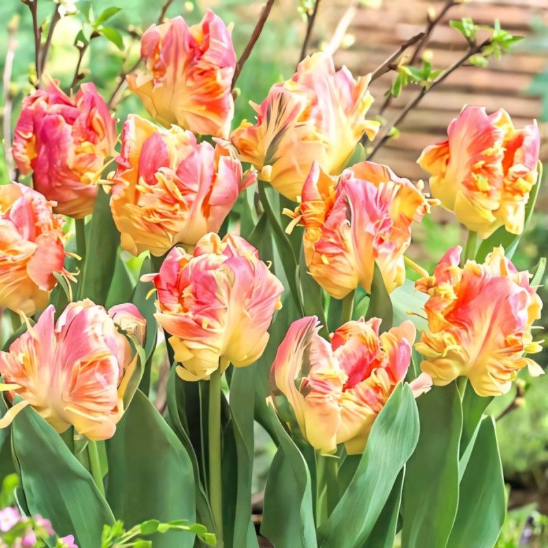 Луковицы Тюльпан Либретто Пэррот (в упаковке - 3шт.)