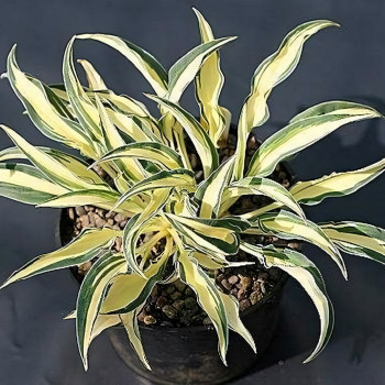 Саженцы Хоста Little Jay (Литтл Джэй) S