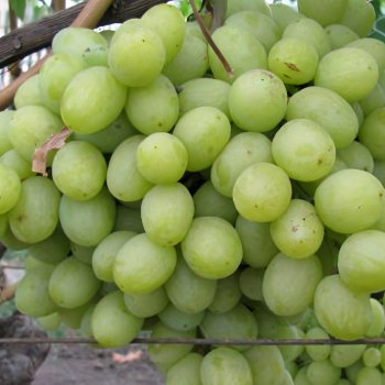 Саженцы Виноград Восторг