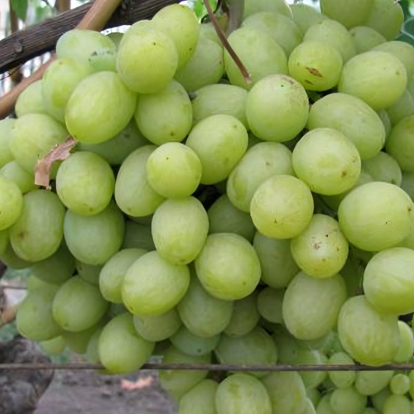 Саженцы Виноград Восторг