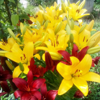 Луковицы  Лилия ЛА гибрид Malesco (Малеско) (3шт.)