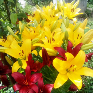  Лилия ЛА гибрид Malesco (Малеско)