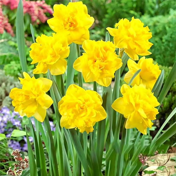 Луковицы Нарцисс махровый Дабл Голд Медал (в упаковке - 3шт.)