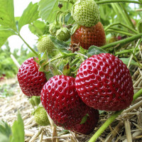 Саженцы Земляника Зенга Зенгана  (упаковка 5 шт.)